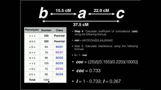 Genetics: Linkage Problem #1: Map Distance, Coefficient of Coincidence, and Interference