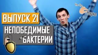 Непобедимые бактерии. Выпуск 21 | Чуть-Чуть о Науке