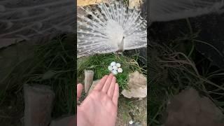 Peacock ne eggs de diye  #peacock #pets #petsvlog #animals #shorts ￼￼