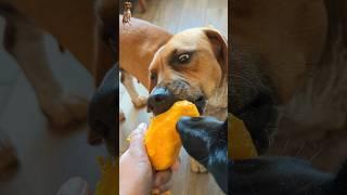 Dogs eat ripe mango #mangofordogs #dogseatmango #mango #rescuedogs #sweetmango #