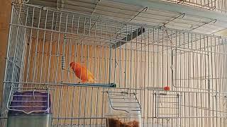 canary bird - canary singing - canary sounds -  canary singing at home - beautiful canary birds