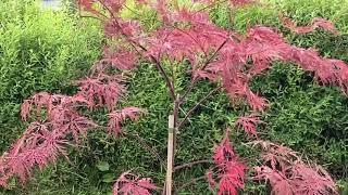 Acer Garnet, old one out and new one in