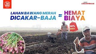 Terbukti Hemat Biaya, Petani Bawang Merah Andalkan Cakar Baja