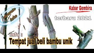 Tempat transaksi jual beli bambu petuk asli dan bambu unik,terbaru 2021,ដើមឫស្សីភូគី