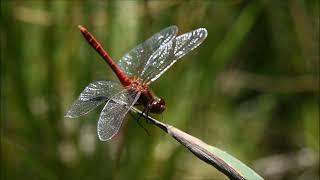 Ruddy Darter Dragonfly Sympetrum sanguineum male assuming the obelisk position on a hot day