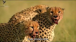 5 Cheetah brothers make Zebra hunt look easy | The way of the Cheetah