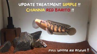 UPDATE TREATMENT SIMPLE CHANNA RED BARITO #channaredbarito #treatmentchannaredbarito