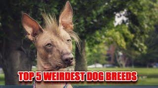 Top 5 Weirdest Dog Breeds in the World