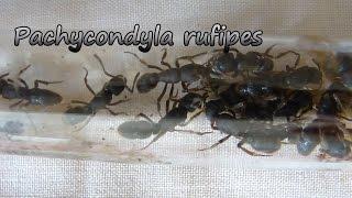 Мои муравьи-пожарные Pachycondyla rufipes