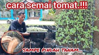 cara mudah semai tomat dari awal sampe pindah tanam.#semai #tomat #garden