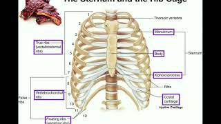 Anatomy | The Sternum, Rib Cage, & Vertebrae