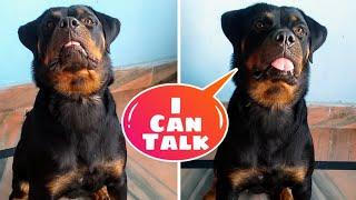What If A Dog Can Talk Like A Human, || (Roxy)