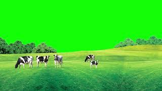 Green Screen Cow | Cow Eating Gross | Australian Cow and Green Screen Location