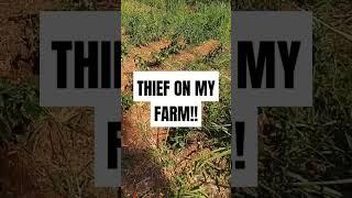 Was somebody on my farm #farmingchallenges #toughproblems #jamaican