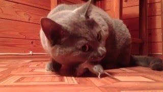 Кот съел мышь живьём