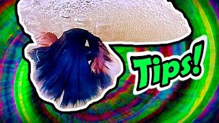 6 BETTA FISH BREEDING TIPS | STEP BY STEP | HOW TO GUIDE