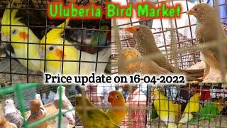 Uluberia Bird Market | Present Exotic Bird price in Uluberia pets market on 16/04/2022