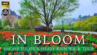 [ 4K] Heavy Rain & 100,000 Stunning Tulips! Ottawa Downtown Tour (Rain & City Ambient ASMR)