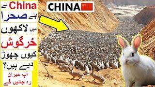 Why China has released Millions of Rabits in a Desert ?