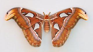 This Moth’s Wings Have a Cobra Design to Scare Off Predators