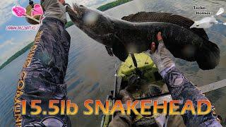 15+ POUND SNAKEHEAD: BUZZBAIT & FROG FISHING MADNESS on the Potomac; Snakehead Tournament Fishing