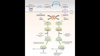 SMALL INTERFERING RNA (siRNA), Difference Between miRNA and siRNA