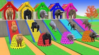 Paint Animals Cow Elephant Gorilla Buffalo Lion Hippo, Fountain Crossing Transformation Game