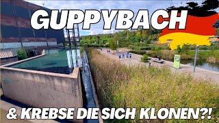 Der tropische GUPPYBACH in Reden: CHRIS LUKHAUP im Gespräch mit dem Betreiber