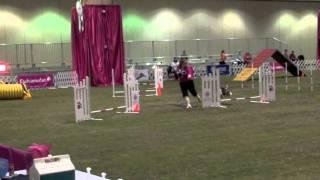 Melissa Photo Album 2011 AKC Agility Invitational - 1080p.mov