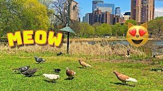 Tv For Lonely Pets ! AWESOME Birds and Squirrel BIG CITY Sounds