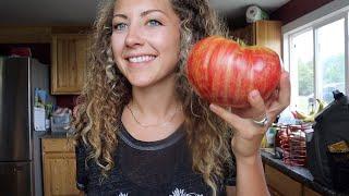 Walking Through My Tomato Jungle and Saving Seeds