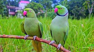 Indian Ringneck Parrot Sounds