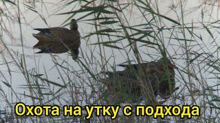 Охота в Московской области на утку осенью с подхода с мр-155 / Duck Hunting! Отличная вечерка!