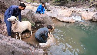 sheep headers || Bathing the sheep || Sheep and goats || Kashmiri bakarwal