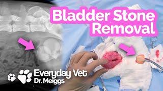 Bladder Stone Removal in a Dog | Struvite cystotomy surgery and scientific analysis