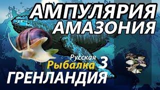 Ампулярия Амазония / РР3 [ Русская Рыбалка 3,9 Гренландия ]