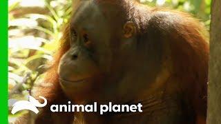 Tensions Rise As Palas Island Orangutans Cause Trouble | Orangutan Island