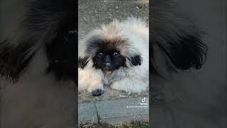 Pekingese .Dog kennel "Luchik Solntsa". Female Romina Luchik Solntsa