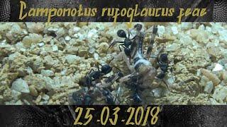 Bigger Tasks - Camponotus rufoglaucus feae 25.03.2018