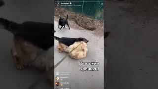 Гуф спустил свою собаку на соседских псов, и снимал на видео как псина грызла собаку