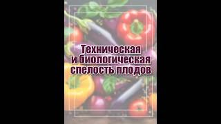 Перцы и баклажаны: когда их лучше есть?