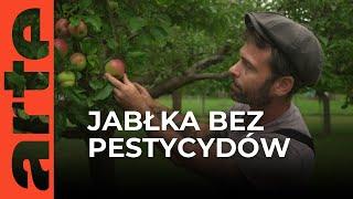 Jabłka bez pestycydów - czy to w ogóle możliwe? | ARTE.tv Dokumenty