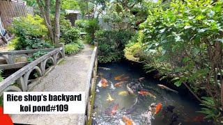 Rice shop's backyard koi pond(Tsuwano, Shimane, Japan)