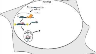 BIOESSAYS (Wiley-Blackwell): Processing of snoRNAs as a new source of regulatory non-coding RNAs