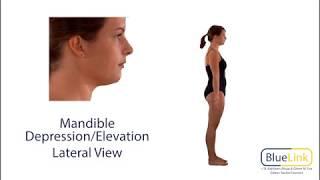 Mandible Depression Elevation