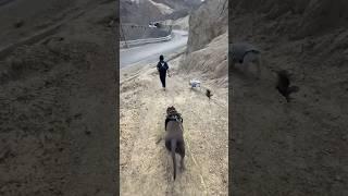 Dream Trip with Brody Bunny ️ #ladakh #trip #dog | Harpreet SDC