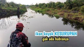 BENER - BENER TITIK BERKUMPULNYA IKAN GABUS DISINI  // SIAPAPUN PASTI STRIKE