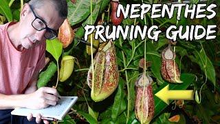 How do you Prune Nepenthes Pitcher Plants? An easy Guide...