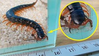 Found a huge poisonous Scolopendra in a package and kept it for myself!