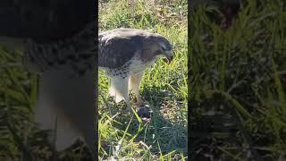 Red-tailed Hawk Eating a Fresh Snack in Brooklyn Near Verrezano 2